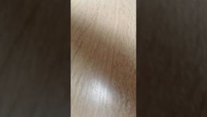 Бумажная собака луна