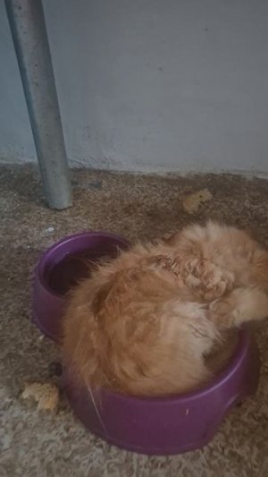 Белоруский кот