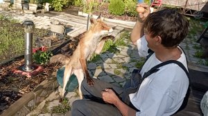 (1061) Лиса приходит в гости. Июль 2025