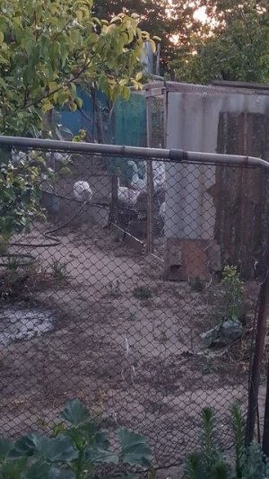 Гуси меня понимают