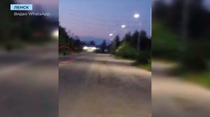 Ленская полиция патрулирует городские улицы в районах выхода медведя