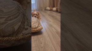 Щенок мальтипу Лея, возраст 2 месяца