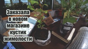 Обзор покупок с маркетплейсов: саженцы жимолости и малины, горшки для рассады, коврик для пересадки