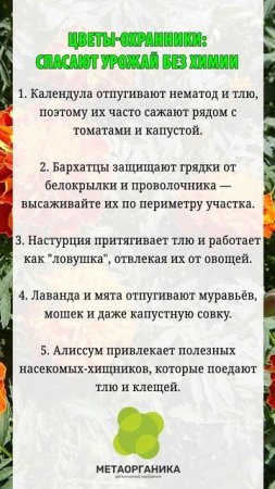 Какие цветы защитят огород от вредителей натуральная защита без химии