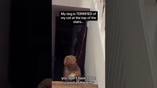 Страшные котики