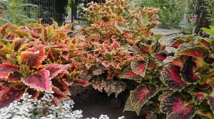 Прекрасное утро в саду.