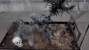 Огненный мадагаскарский таракан