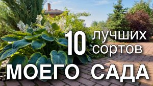ХОСТА | ОБЗОР сортов | УХОД ПОСАДКА РАЗМЕРЫ ЦВЕТЕНИЕ