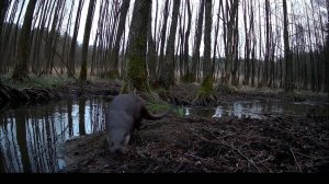 Выдра поправила фотоловушку и ракурс стал лучше