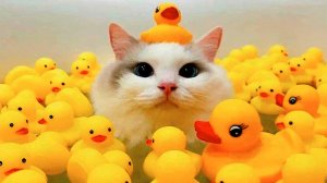 27СМЕШНЫЕ КОТЫ 2025 ЛУЧШИЕ ПРИКОЛЫ С КОТАМИ, КОШКИ, КОТИКИ, СОБАЧКИ, СМЕШНОЕ ВИДЕО