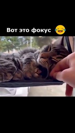 Две головы - фокус