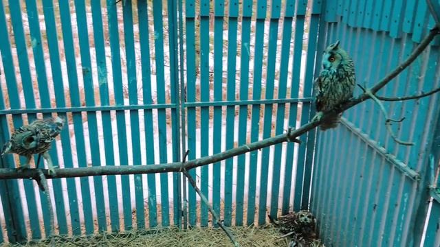 Микро и макро ястреб