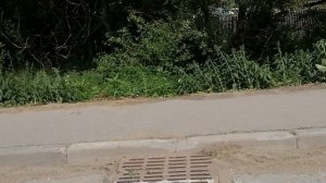 9.07.2025.Усадьба Парк Кино Ляхово! Парк Сибирских Кошек! Домодедово. Обзор проведённых работ. Моско