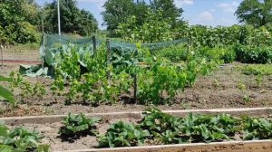 7 июля 2025 Жарища!!!