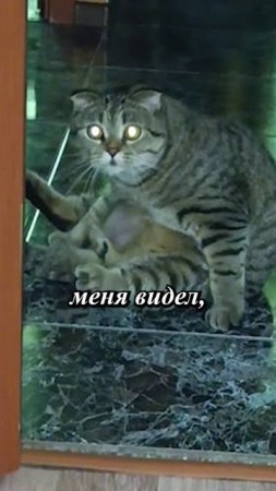 😹ЗАСТУКАЛ КОТА ЗА НЕПОТРЕБСТВОМ😏💥😹🥺#cat #кот #юмор #приколы #сезонконтентаRUTUBE