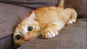 17Приколы с котами! Смешные коты - Самые смешные животные С ОЗВУЧКОЙ! Ржака!!