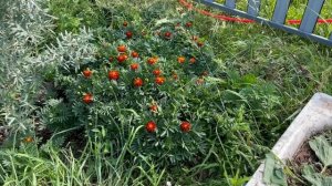 BioTeach Необычная находка дачника-Зеленое удобрение!