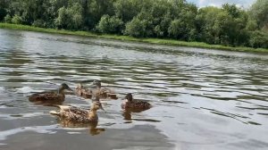 Smit41 дикие утки на реке