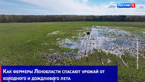 Как фермеры Ленобласти спасают урожай от холодного и дождливого лета