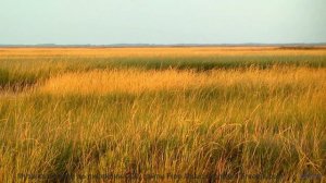 Это видео докажет, что природа лучше любого фильма - Design Yourself -- Blue Sky Moon -- Prophet and