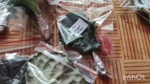 Посылка с новинками. Какие сорта я купила.