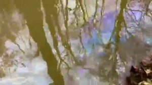 Американцы публикуют видео из Огайо, где сейчас происходит настоящая экологическая катастрофа