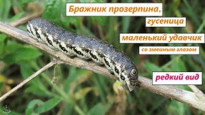Маленький удавчик со змеиным глазом: гусеница Бражника прозерпина. Редкий вид