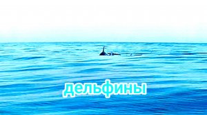 Сап Дельфины Анапа 08.07.2025