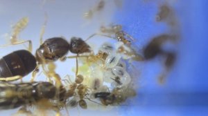 Мои муравьи - Pseudolasius    sp.