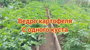 ЭКСПЕРИМЕНТ ПРОДОЛЖАЕТСЯ.. 11.07.25г