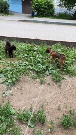 На прогулке