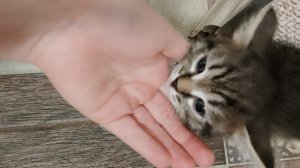 Студия дизайна