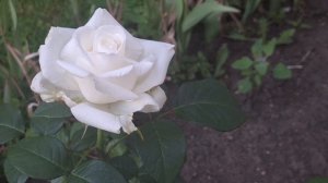 Теплый вечер в Парке Горького и на набережной