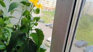 дерево сад