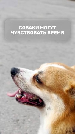 Собаки могут чувствовать время