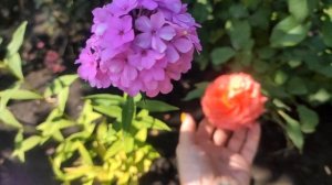 МНОГОЛЕТНИКИ
