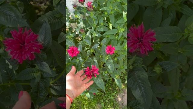 Иссоп и монарда не только лечебны, но и декоративны