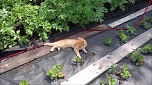 Кот. Фокс.
