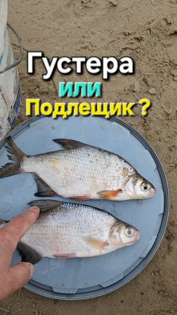 🔥Густера или ПОДЛЕЩИК ? 🔥 Рыбалка на ОКЕ !!!