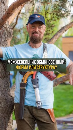 Можжевельник обыкновенный. Форма или структура #ниваки
