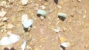 Бабочка капустница или белянка.Butterfly. #video #butterfly