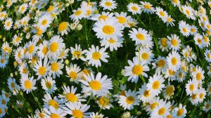 РОМАШКА БЕЛАЯ