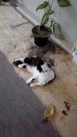 КАРТИНА МАСЛОМ.