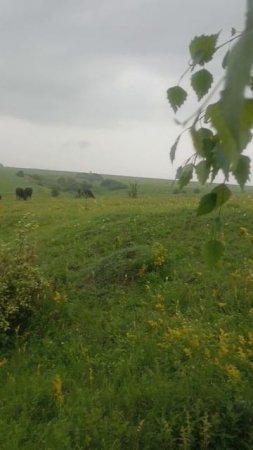 Нашли грибы