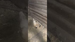 1000076333.mp4