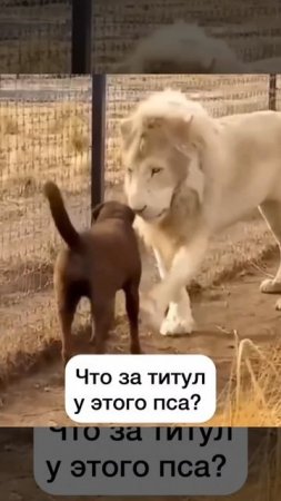 ХИХИ 118