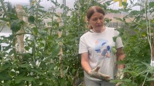 Томаты в теплице без фитофторы и как от неё избавится, если она появилась.