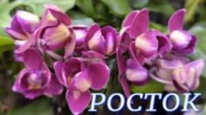 №1097/ СВЕЖАЯ поставка ОРХИДЕЙ в с/ц РОСТОК