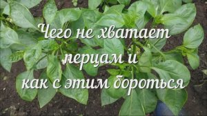 Определяем по Листьям, Чего не Хватает Перцам и Как с Ему Помочь