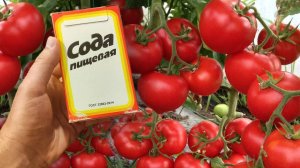 Срочно дайте ТОМАТАМ соду и будете собирать урожай ведрами до осени